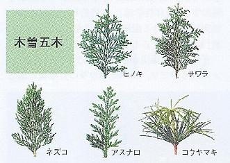 木曽五木